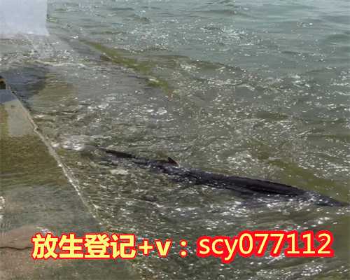 郑州放生蛇在哪里郑州，郑州放生园放生田鸡【放生49只甲鱼的功德】