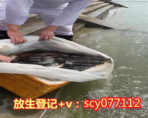 深圳放生，22万尾鲷鱼苗被放生深圳湾