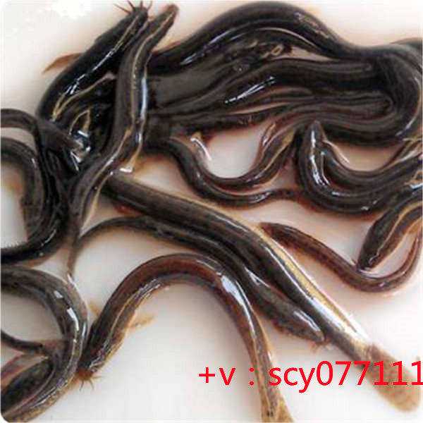 放生蛇的果报，温州上海放生,温州养的鱼放生有什么讲究