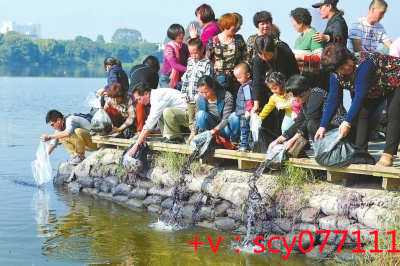 重庆放生中华龟，重庆代放生鲤鱼和泥鳅